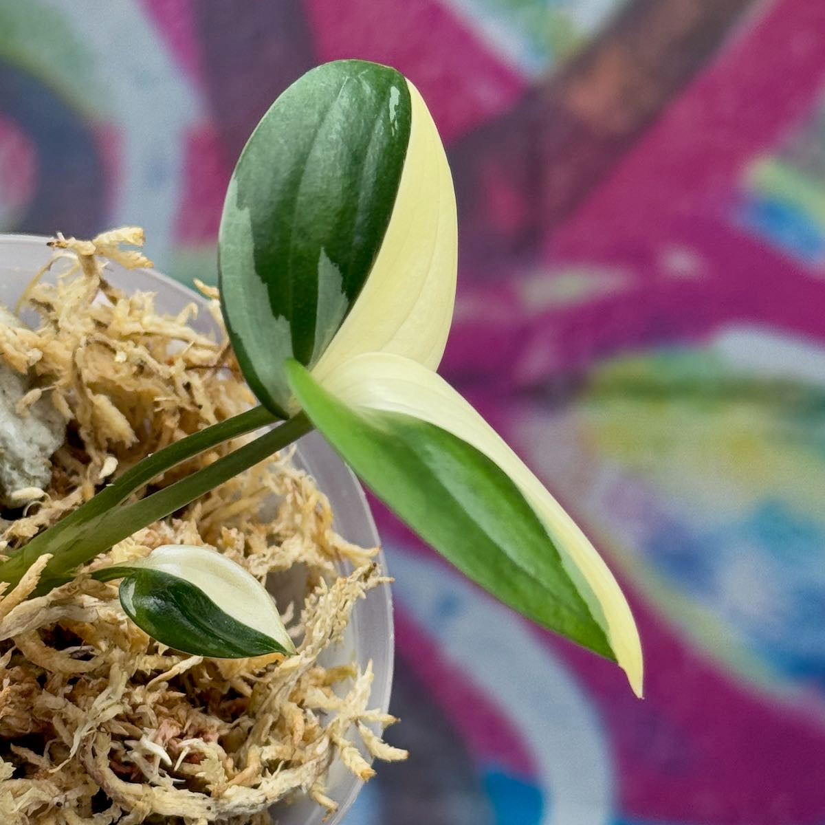 Scindapsus 'Blue Albo' - SCBA000056