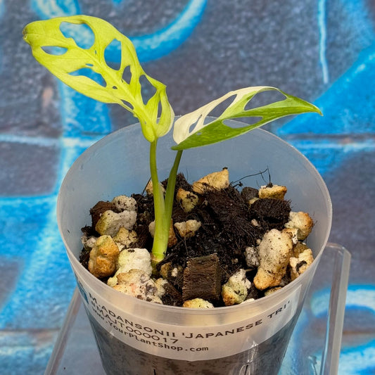M. adansonii 'Japanese Tricolor' - #MAJT000017