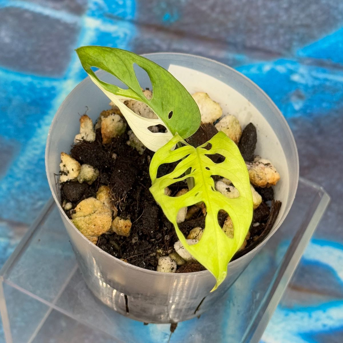 M. adansonii 'Japanese Tricolor' - #MAJT000017