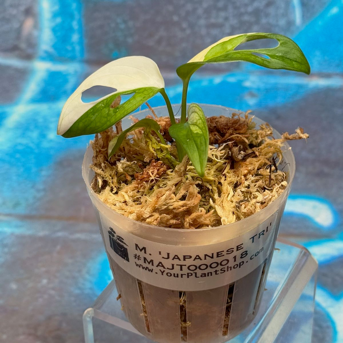 M. adansonii 'Japanese Tricolor' - #MAJT000018