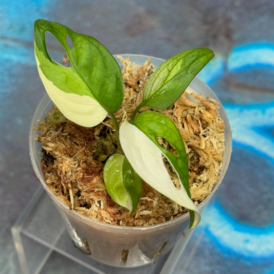 M. adansonii 'Japanese Tricolor' - #MAJT000018