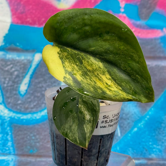 Scindapsus 'Jade Satin' Aurea Variegated - SJSVA00042
