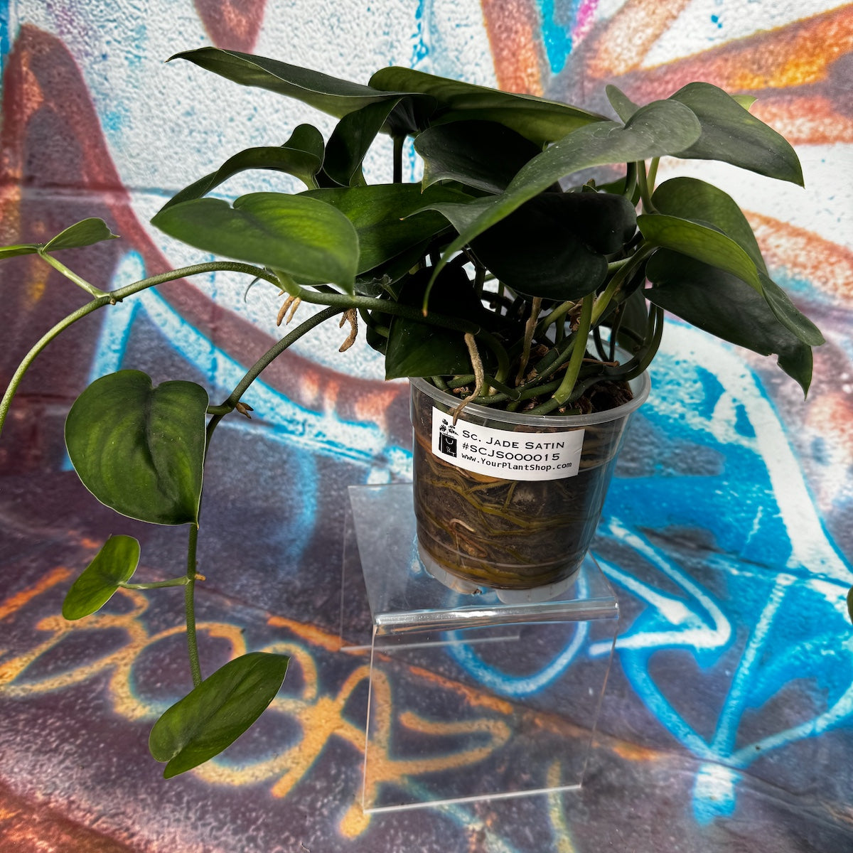 Scindapsus Jade Satin - SCJS000015