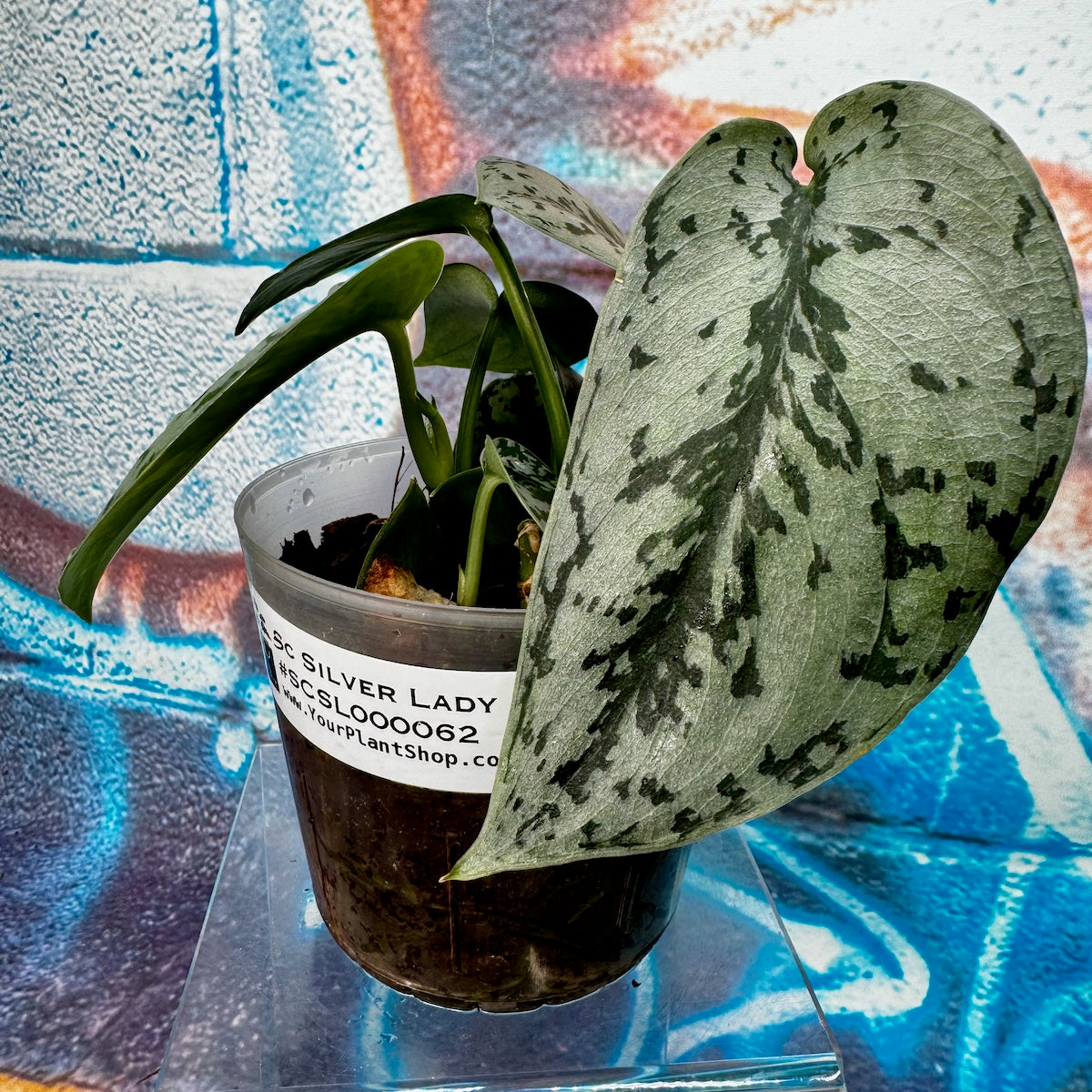 Scindapsus Silver Lady - #SCSL000062