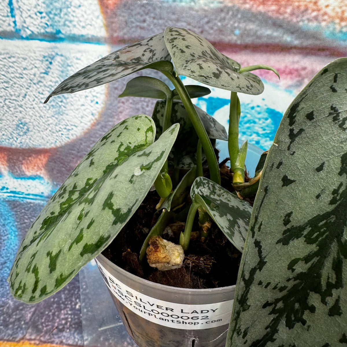 Scindapsus Silver Lady - #SCSL000062