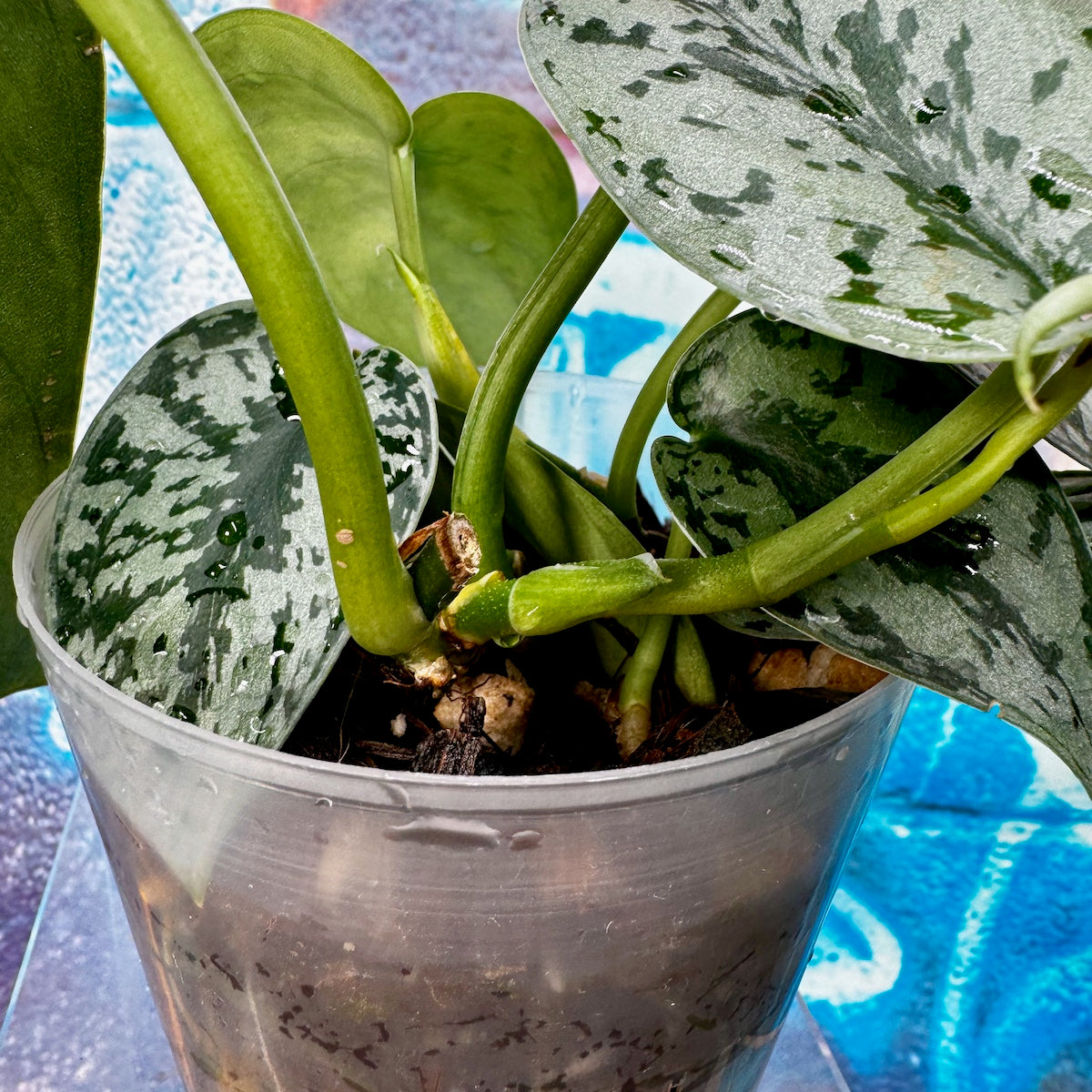 Scindapsus Silver Lady - #SCSL000062
