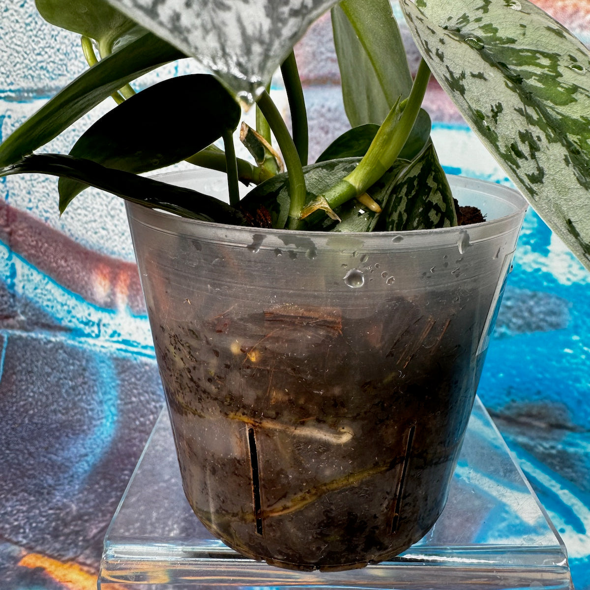 Scindapsus Silver Lady - #SCSL000062