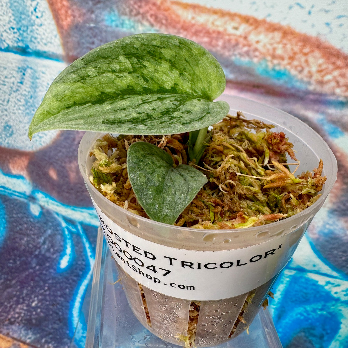 Scindapsus 'Frosted Tricolor' - #SCFT000047