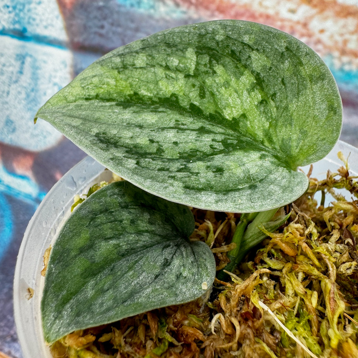 Scindapsus 'Frosted Tricolor' - #SCFT000047