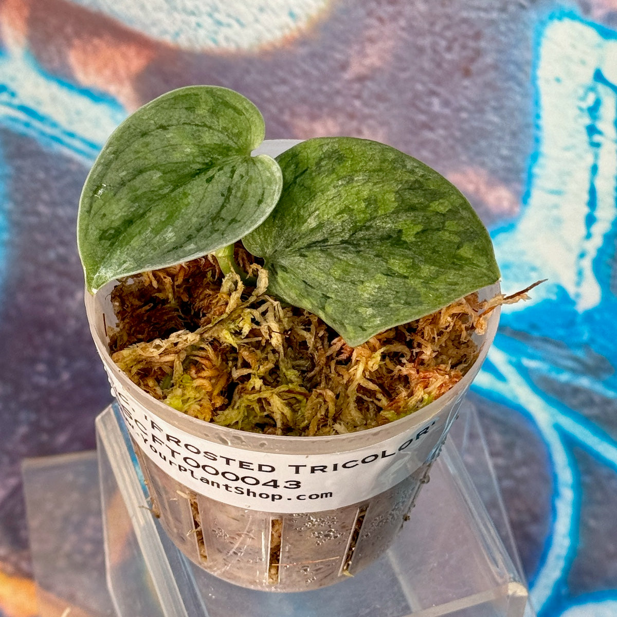 Scindapsus 'Frosted Tricolor' - #SCFT000043