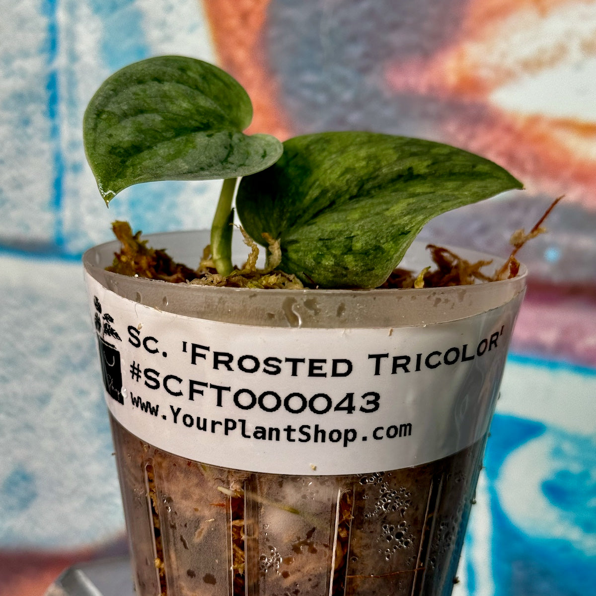 Scindapsus 'Frosted Tricolor' - #SCFT000043