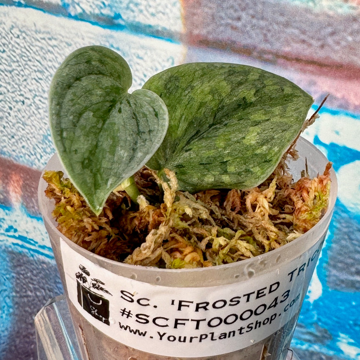 Scindapsus 'Frosted Tricolor' - #SCFT000043