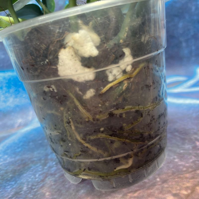 Scindapsus Jade Satin - SCJS000013