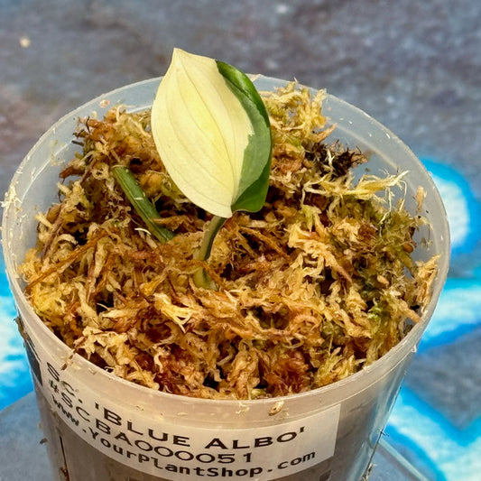 Scindapsus 'Blue Albo' - SCBA000051