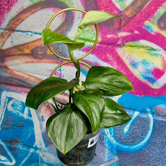 Scindapsus treubii Galaxy - #SCGA000010