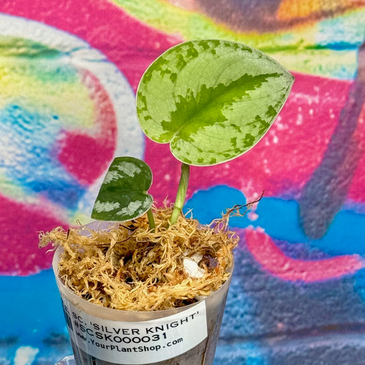 Scindapsus Silver Knight - SCSK000031