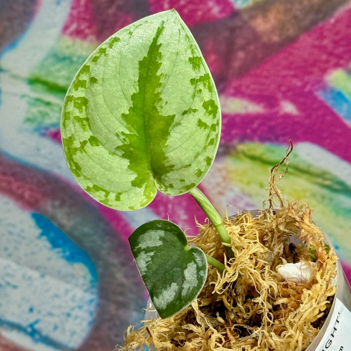 Scindapsus Silver Knight - SCSK000031