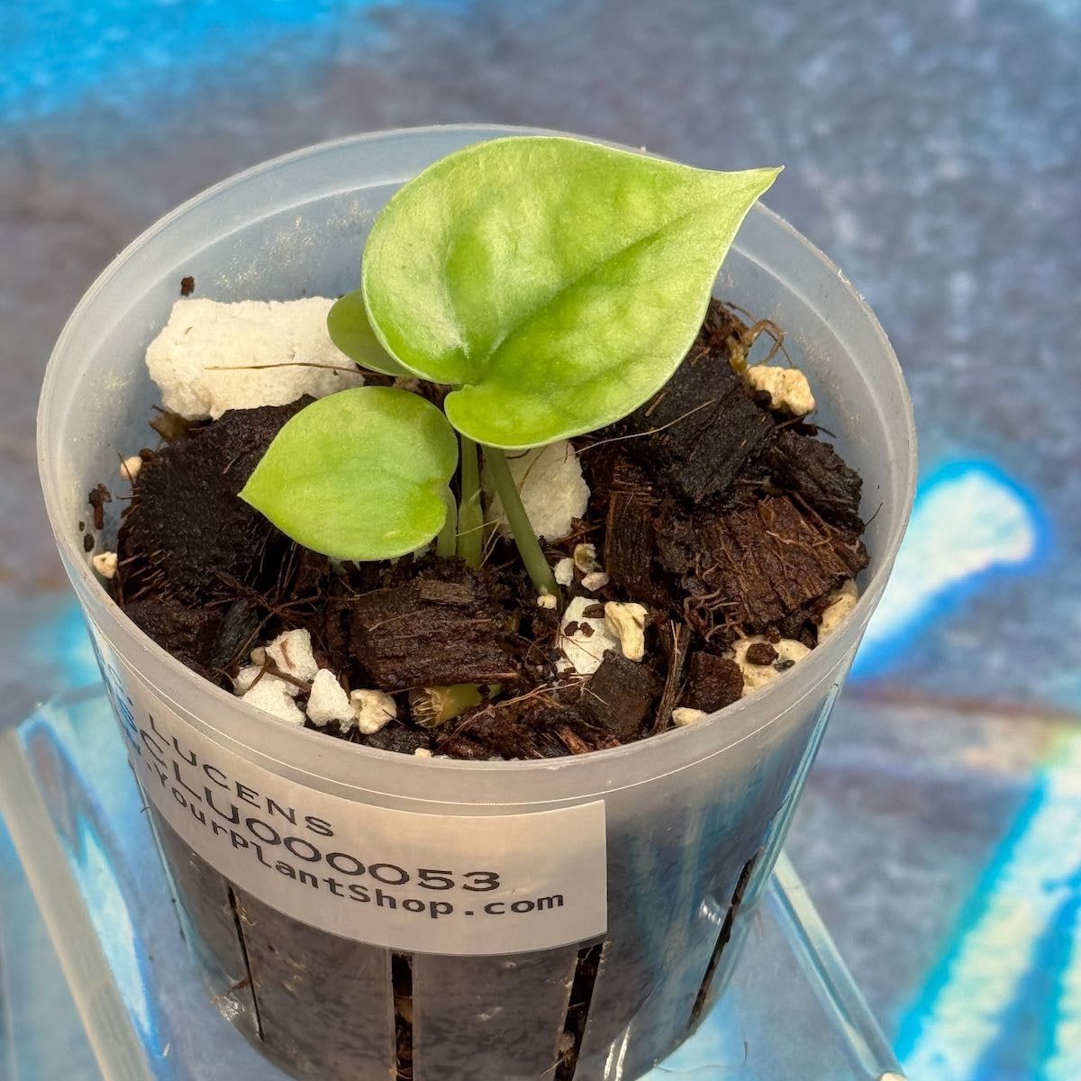 Scindapsus Lucens - SCLU000053