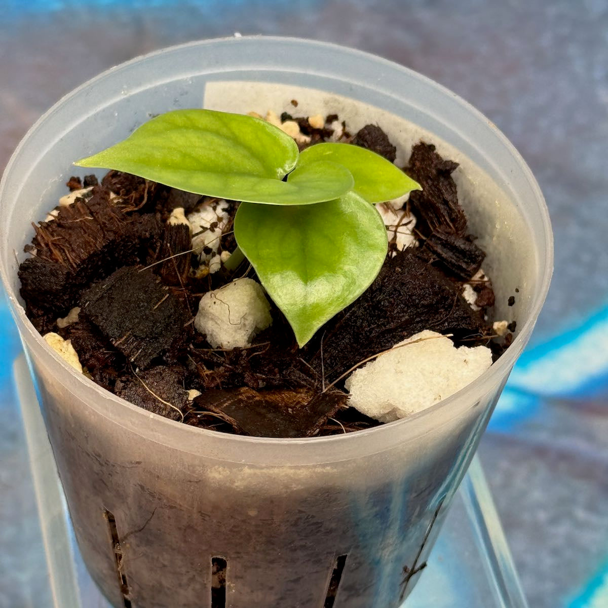 Scindapsus Lucens - SCLU000053