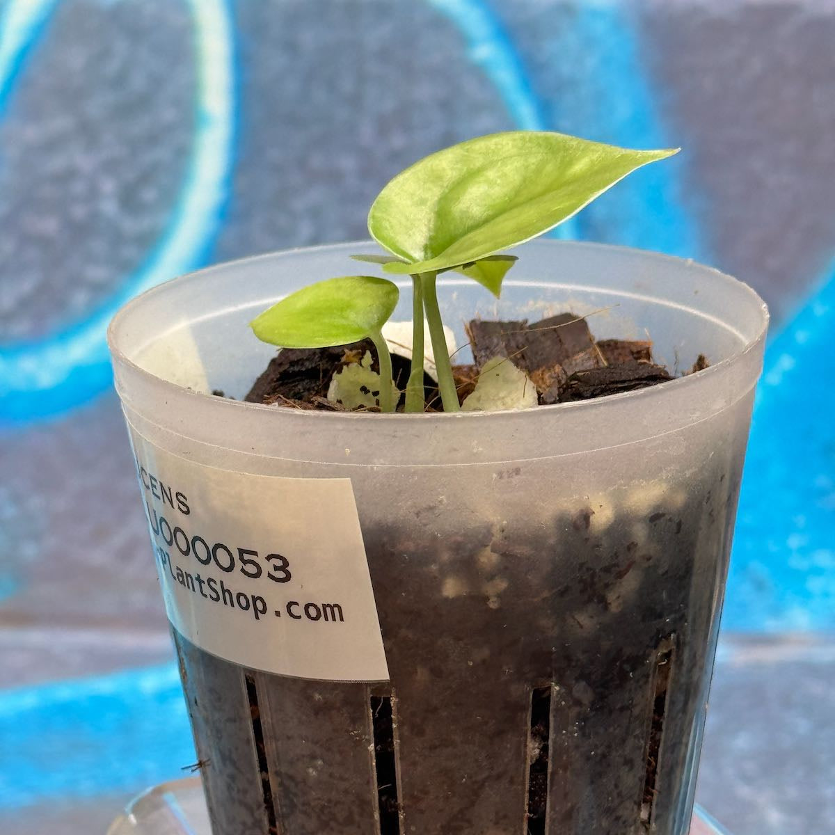 Scindapsus Lucens - SCLU000053