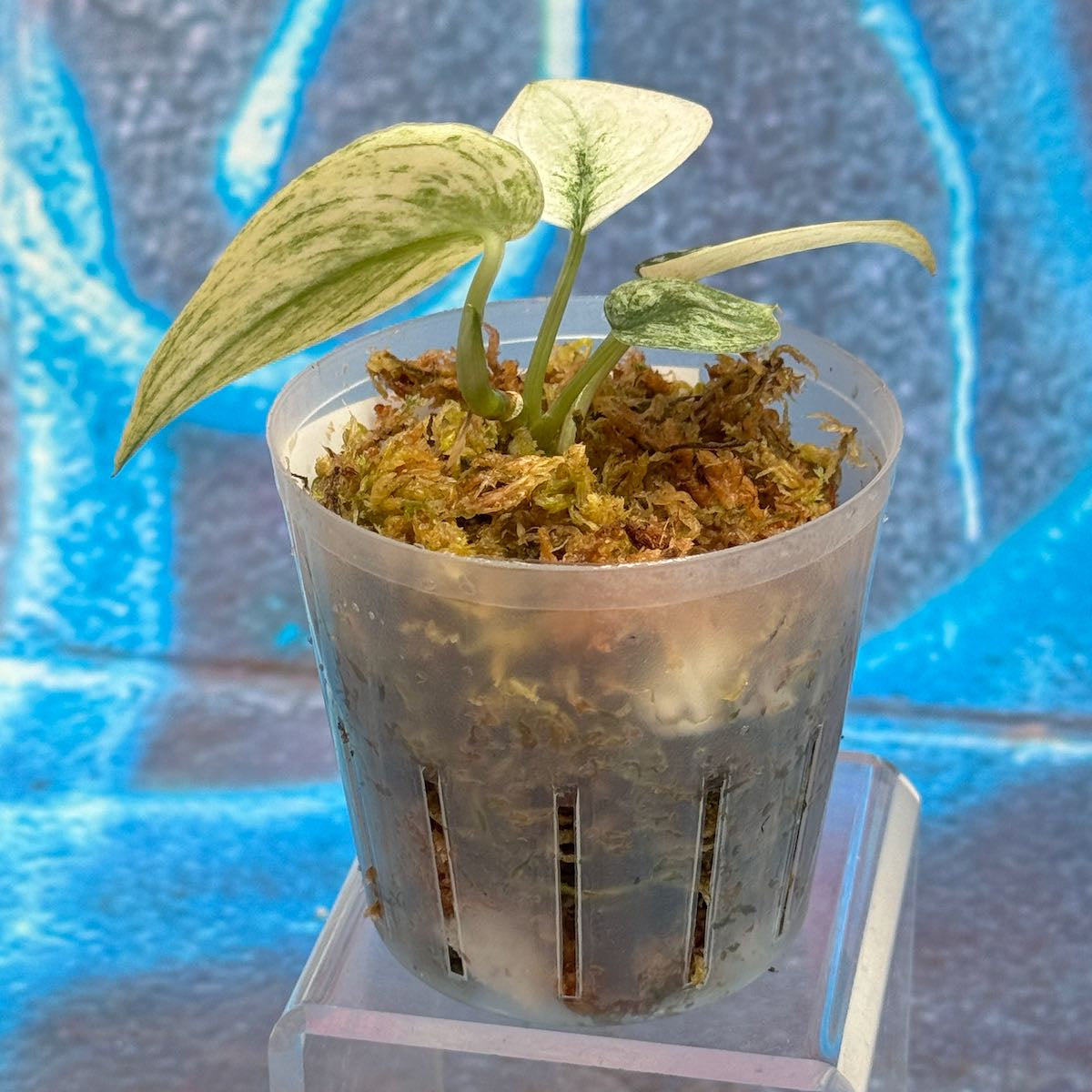 Scindapsus pictus 'Mayari' - SCMA000054