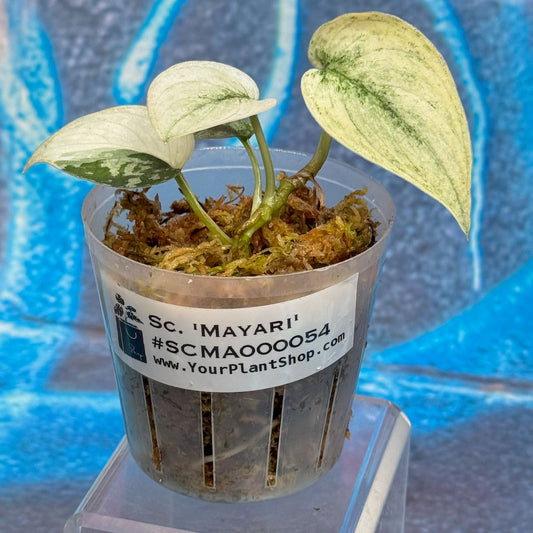 Scindapsus pictus 'Mayari' - SCMA000054