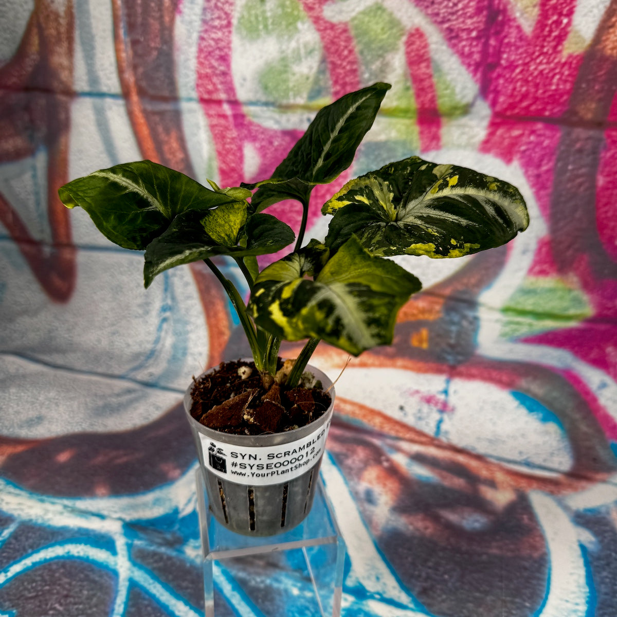 Syngonium Scrambled Eggs - #SYSE000012