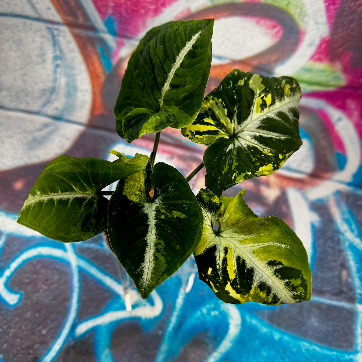 Syngonium Scrambled Eggs - #SYSE000012