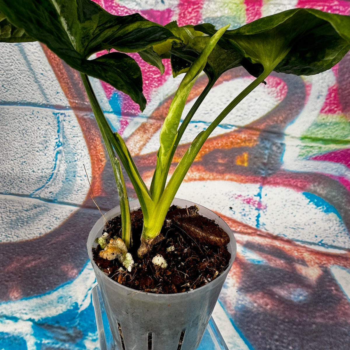 Syngonium Scrambled Eggs - #SYSE000012