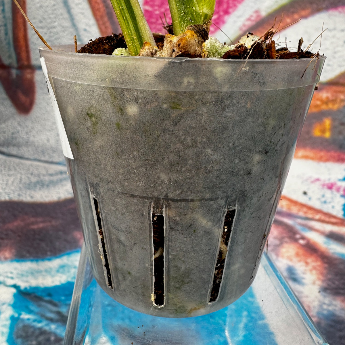 Syngonium Scrambled Eggs - #SYSE000012