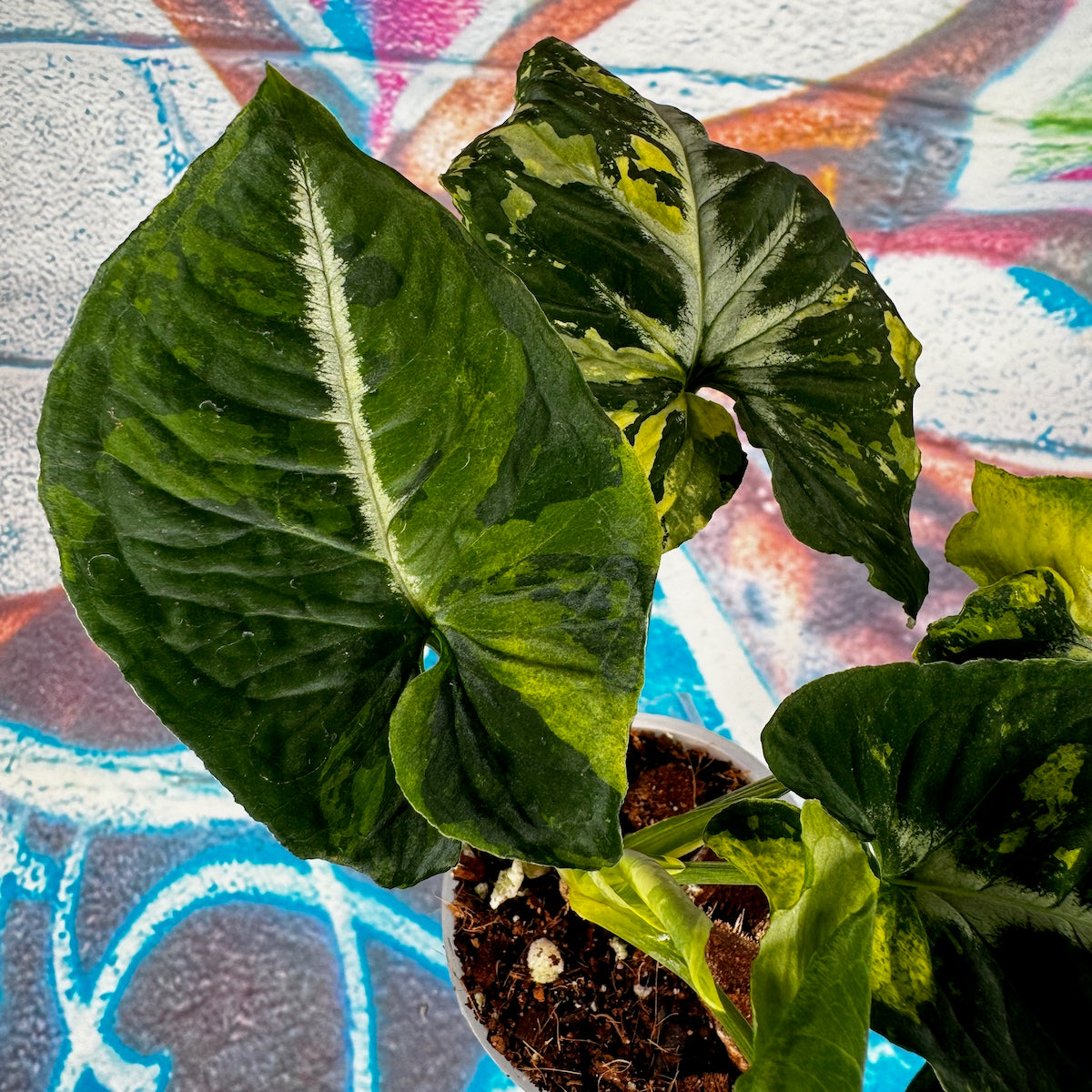 Syngonium Scrambled Eggs - #SYSE000012