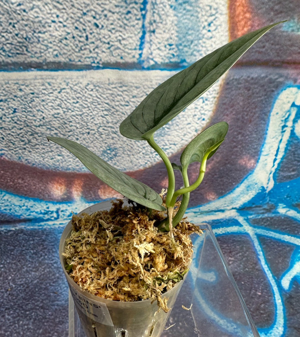 Scindapsus pictus 'Green Veins' - #SCGV000050