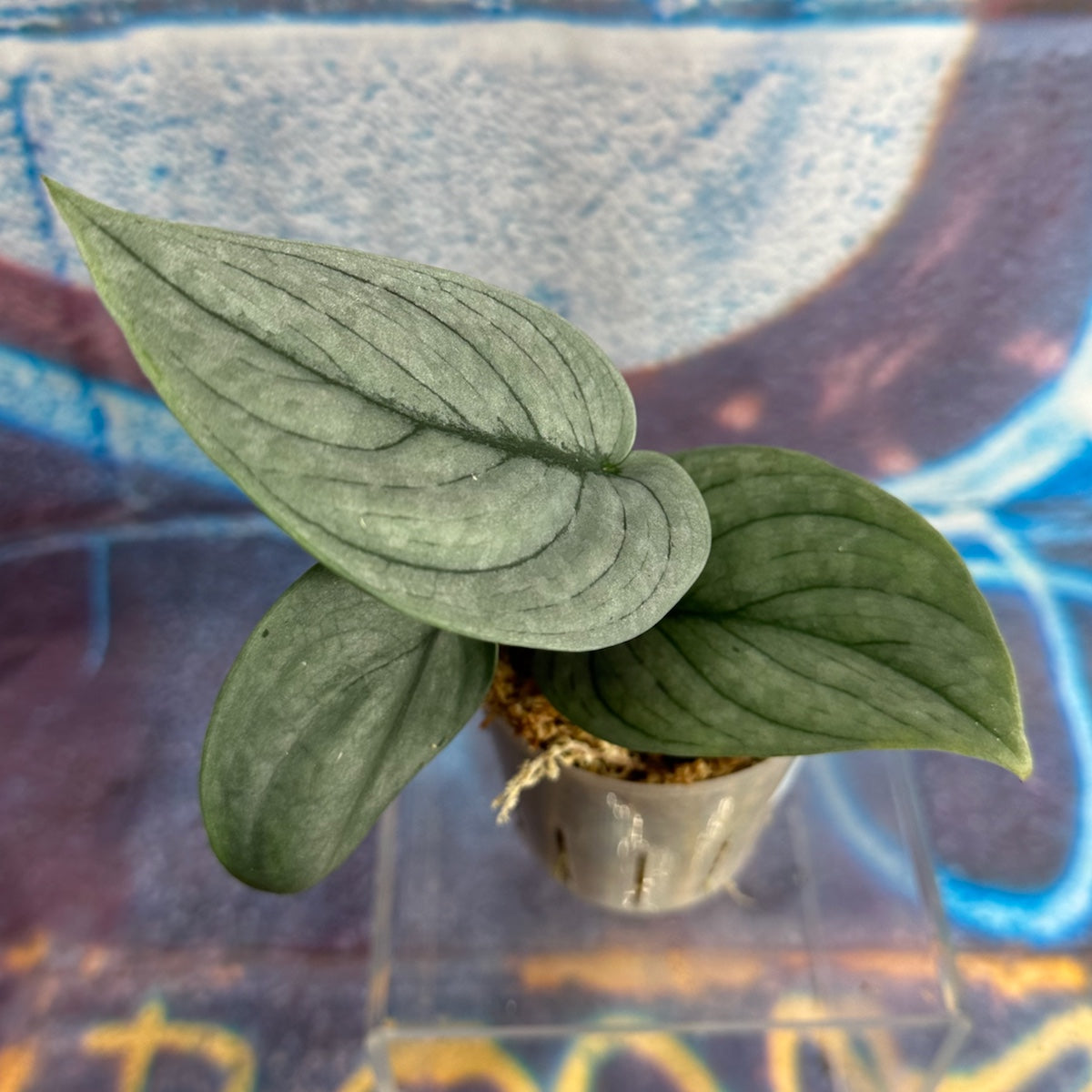 Scindapsus pictus 'Green Veins' - #SCGV000050