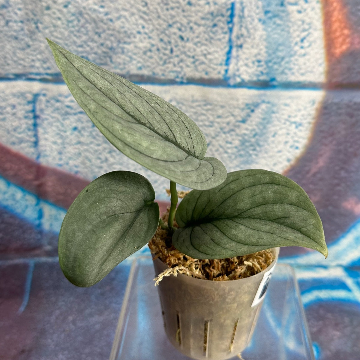 Scindapsus pictus 'Green Veins' - #SCGV000050