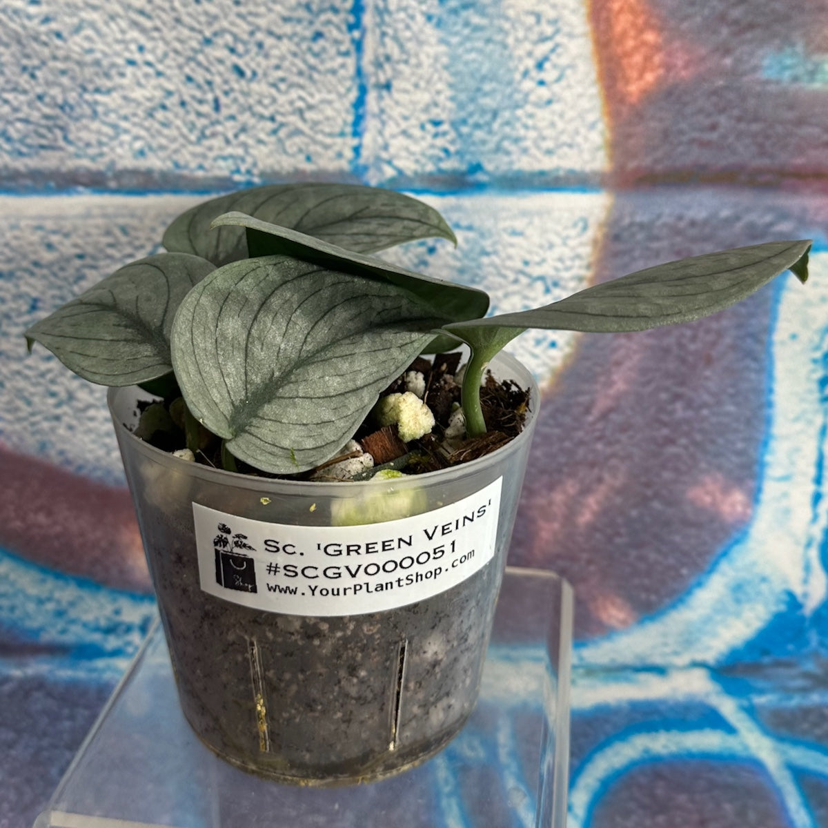 Scindapsus pictus 'Green Veins' - #SCGV000051