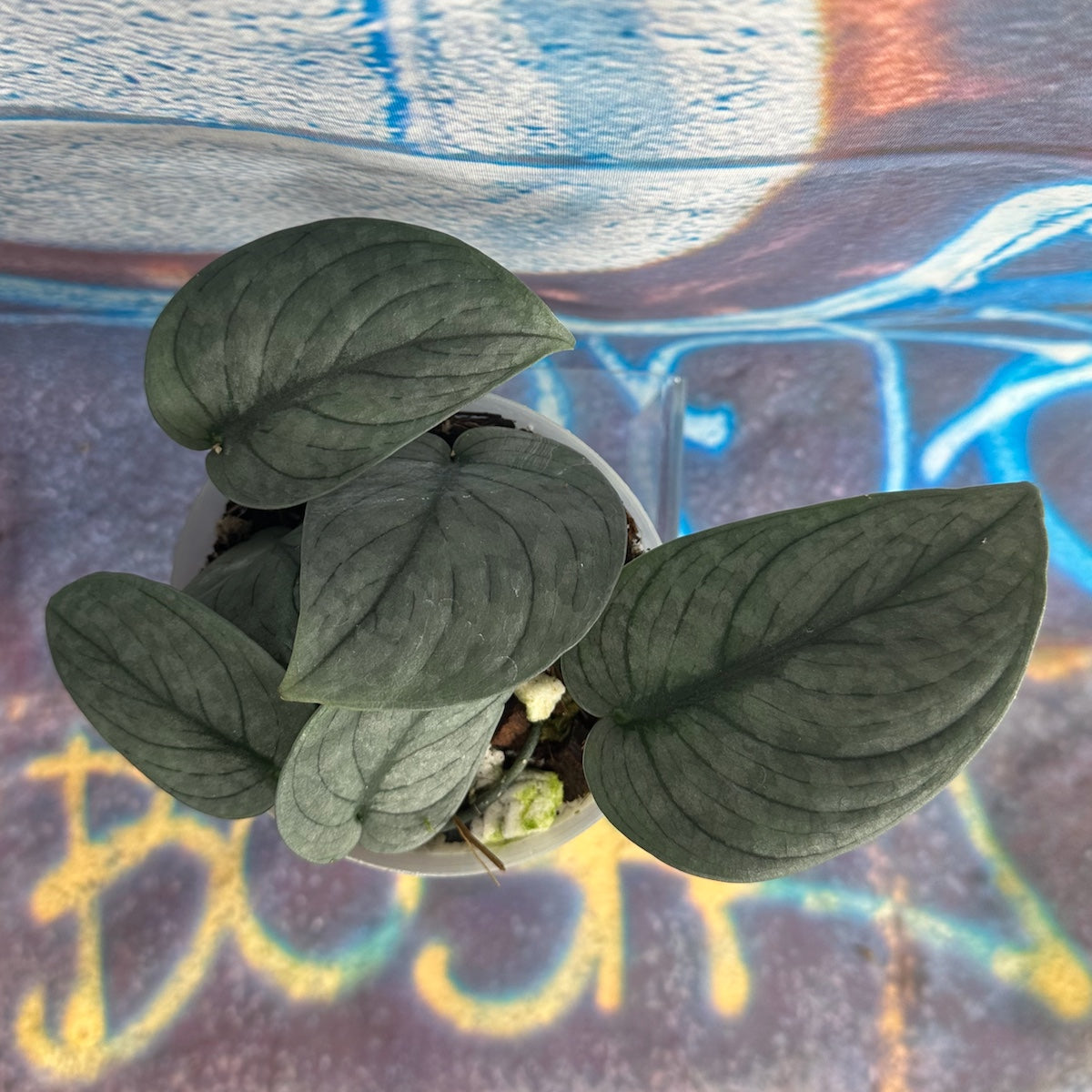 Scindapsus pictus 'Green Veins' - #SCGV000051