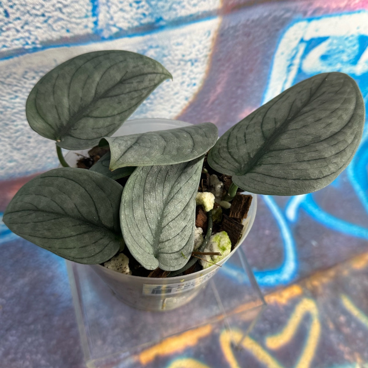 Scindapsus pictus 'Green Veins' - #SCGV000051