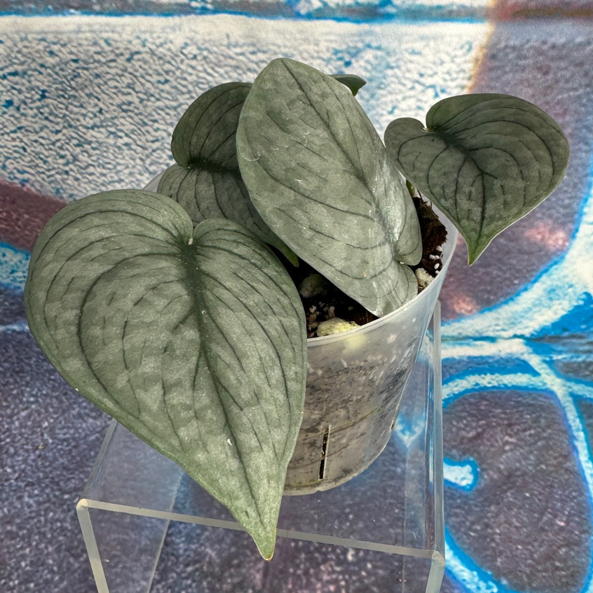 Scindapsus pictus 'Green Veins' - #SCGV000051