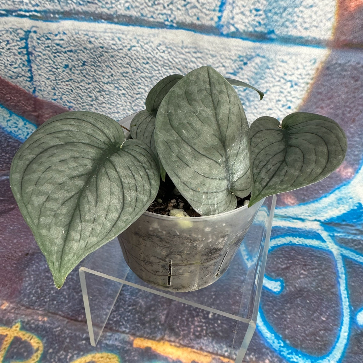 Scindapsus pictus 'Green Veins' - #SCGV000051
