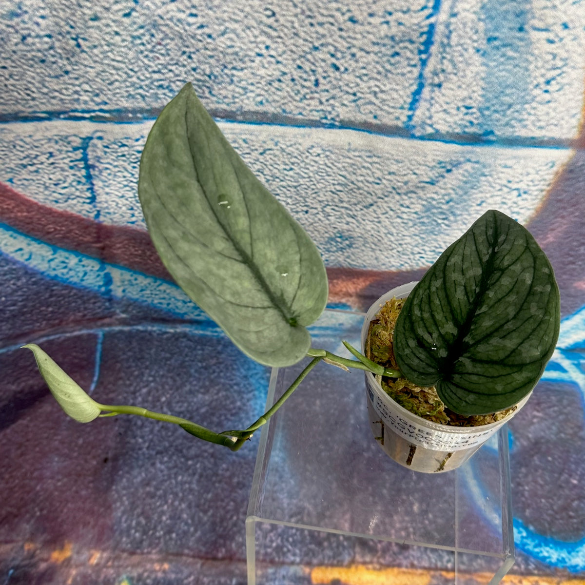 Scindapsus pictus 'Green Veins' - #SCGV000044