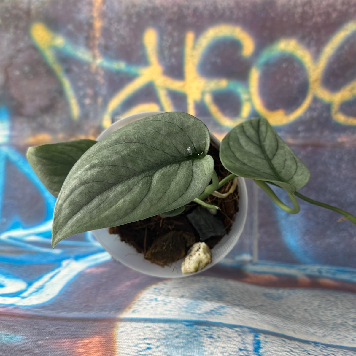 Scindapsus pictus 'Green Veins' - #SCGV000052