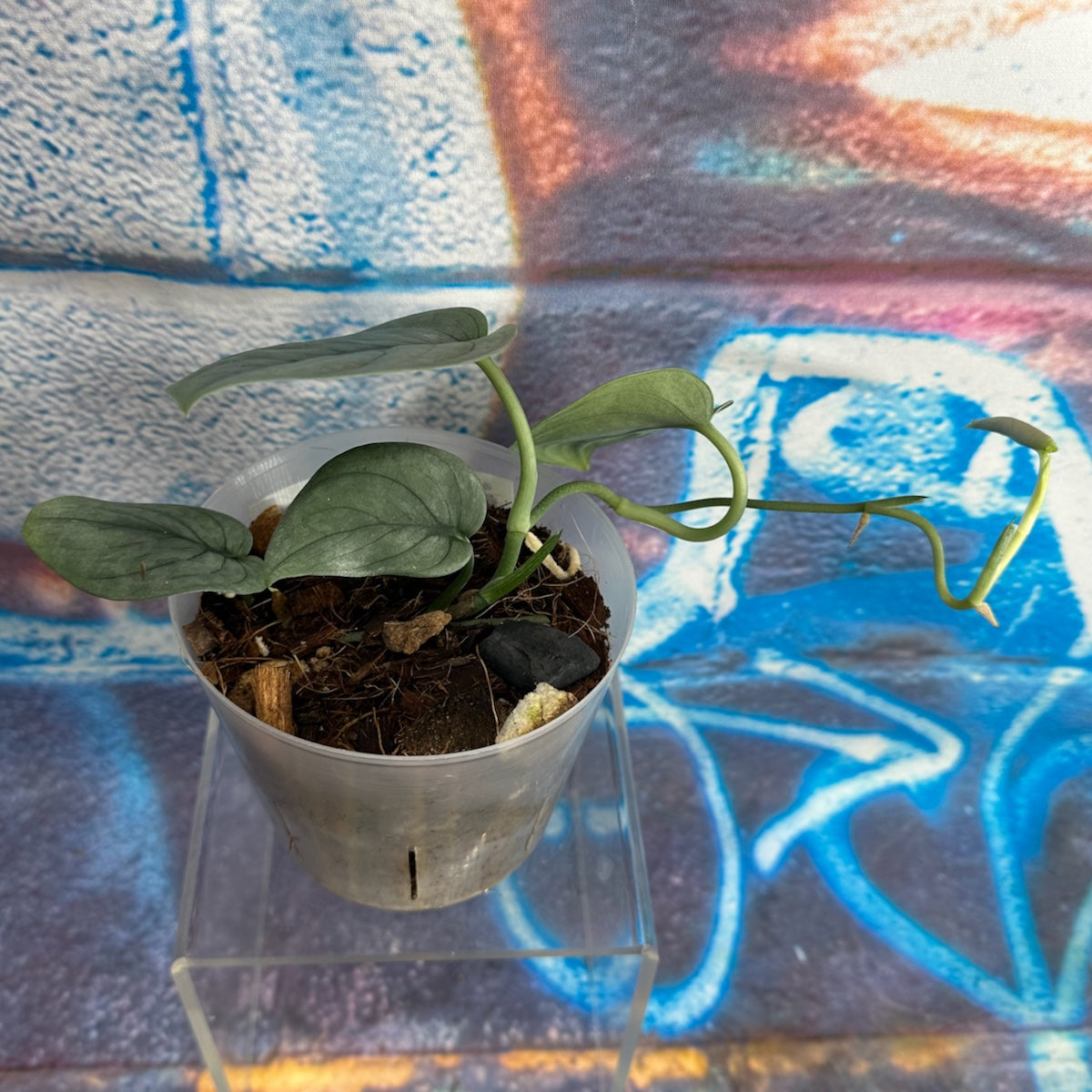 Scindapsus pictus 'Green Veins' - #SCGV000052