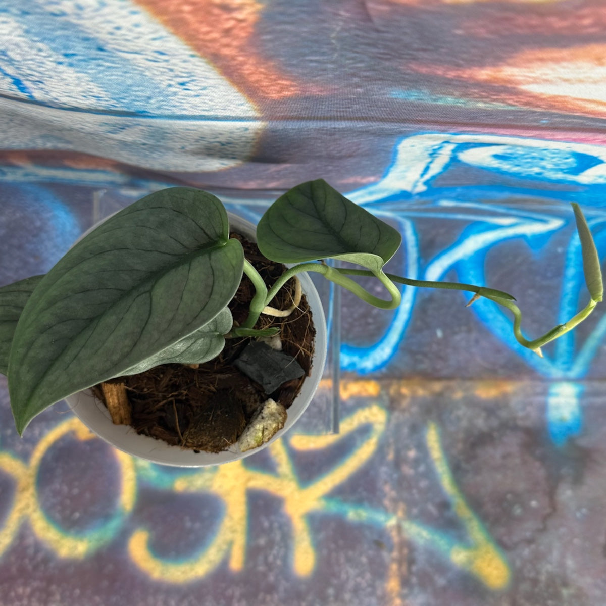 Scindapsus pictus 'Green Veins' - #SCGV000052