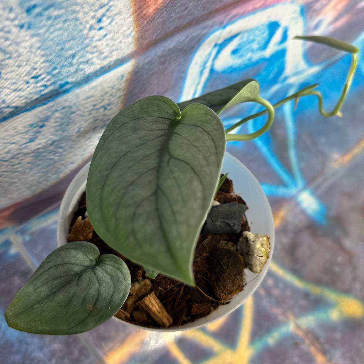 Scindapsus pictus 'Green Veins' - #SCGV000052