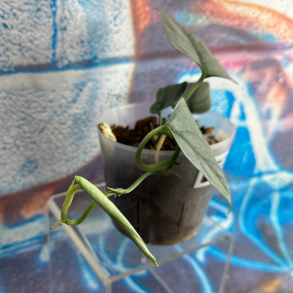 Scindapsus pictus 'Green Veins' - #SCGV000052