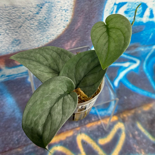 Scindapsus pictus  'Green Veins' - #SCGV000045