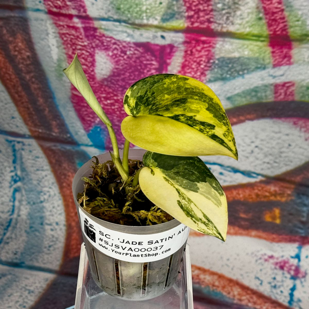 Scindapsus 'Jade Satin' Aurea Variegated - SJSVA00037