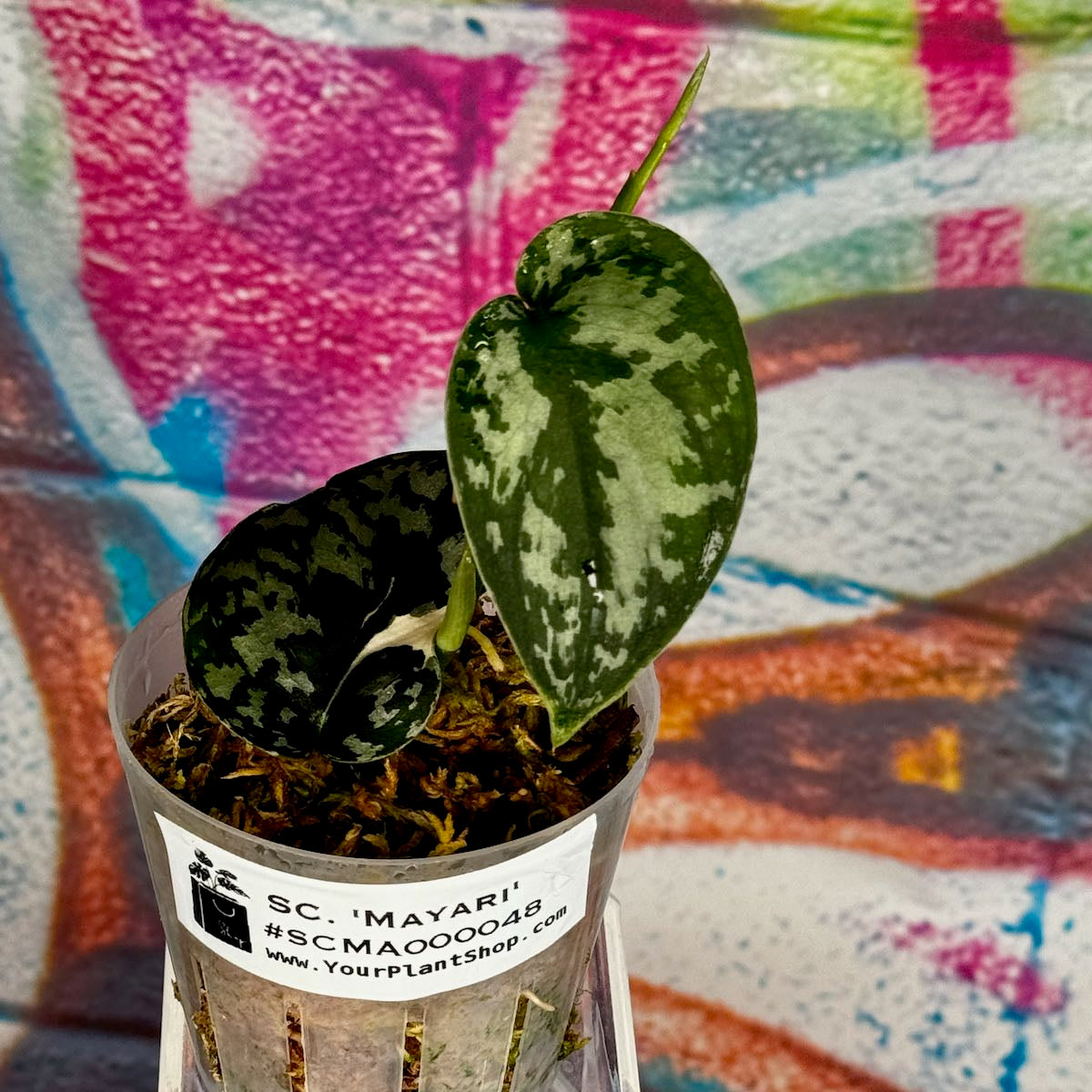 Scindapsus 'Mayari' - SCMA000048