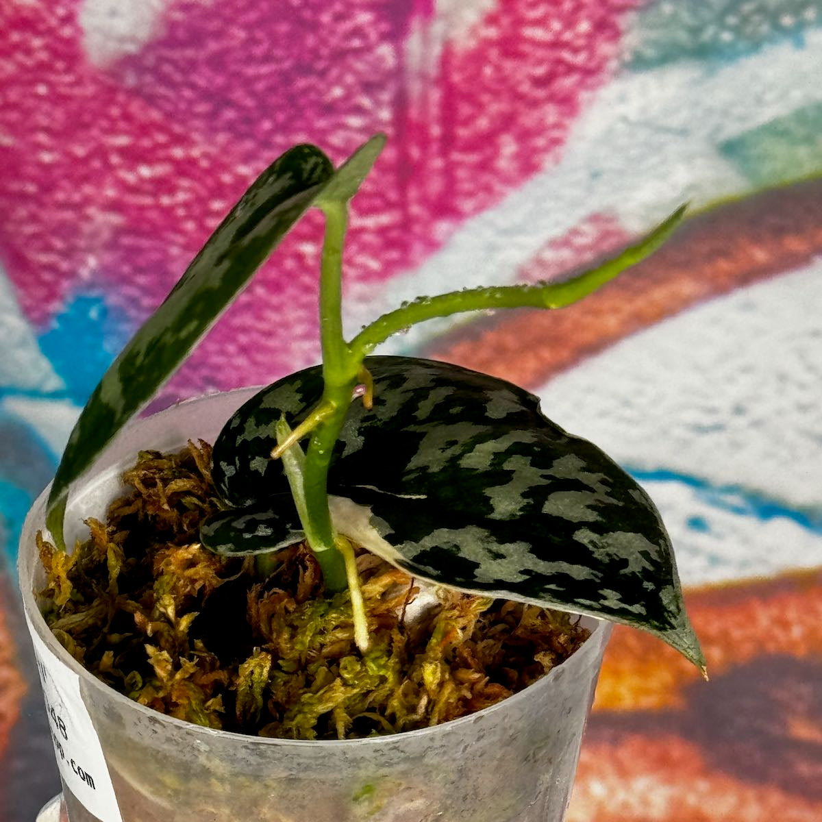 Scindapsus 'Mayari' - SCMA000048