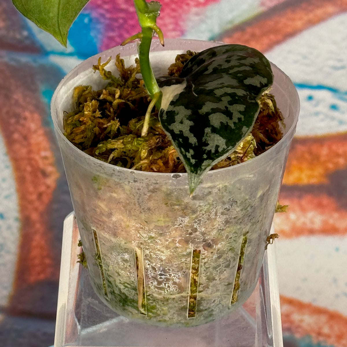 Scindapsus 'Mayari' - SCMA000048